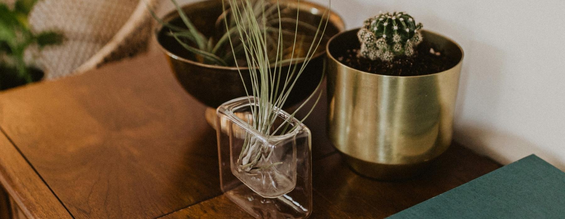 a plant in a glass on a table